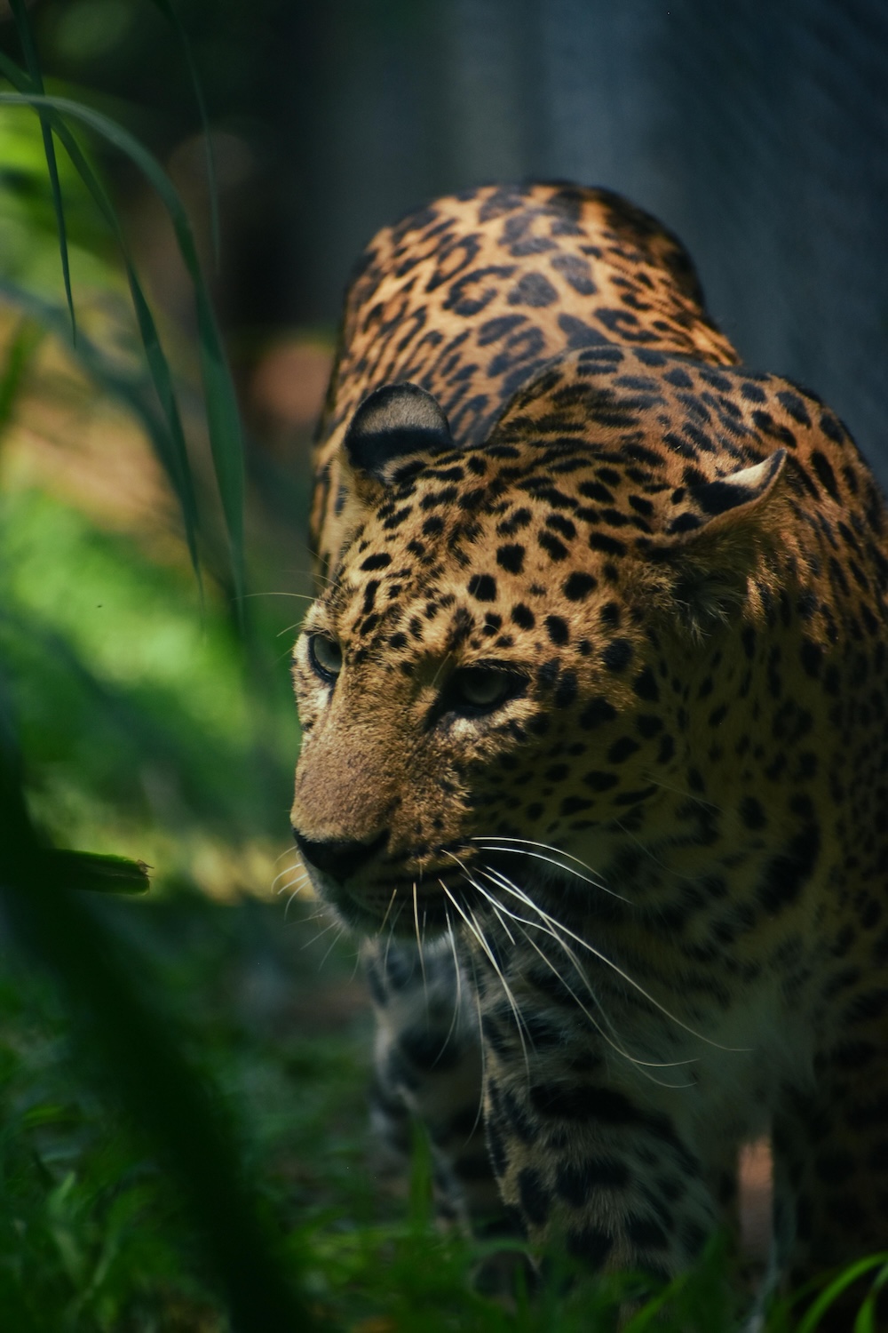 Sri Chamarajendra Zoological Gardens in Mysuru